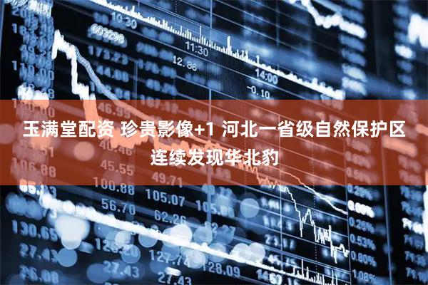 玉满堂配资 珍贵影像+1 河北一省级自然保护区连续发现华北豹